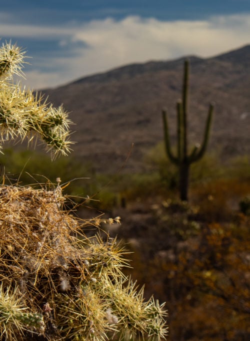 At Saguaro National Park, the winds will sing and the sunsets will steal your heart