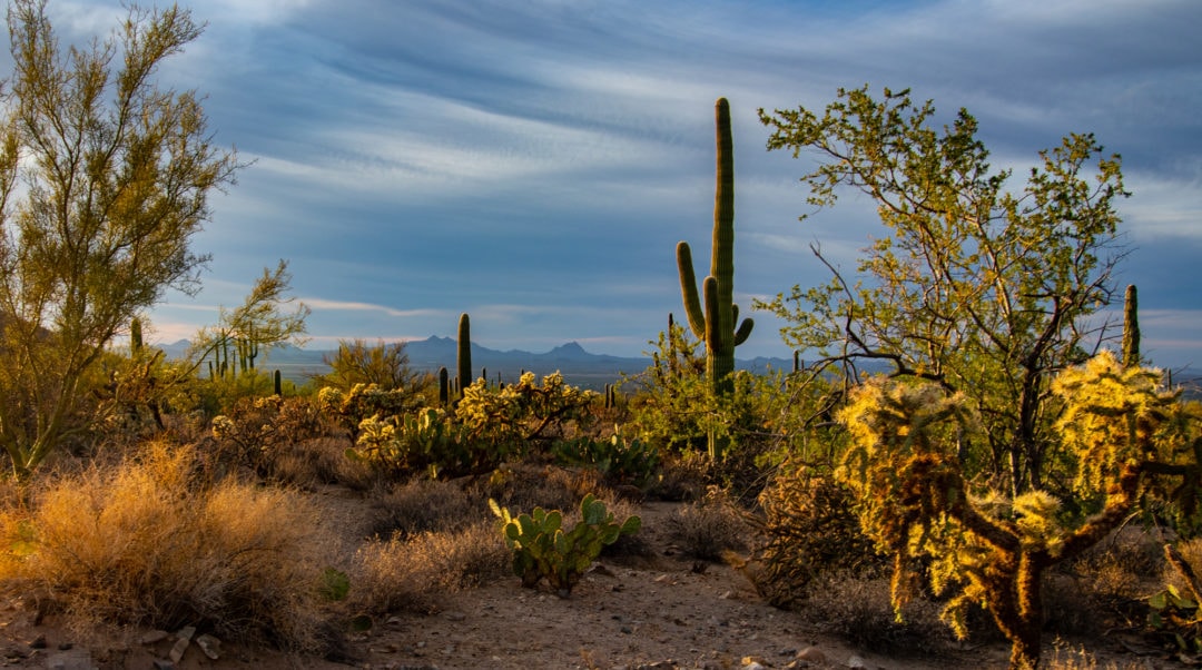 Setting sun Arizona-Sonoran Desert in the Tucson Mountain District Saguaro National Park