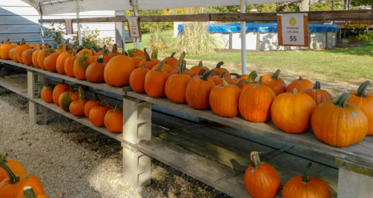 From porches to pies, pumpkins are the lifeblood and flavor of choice in Central Illinois
