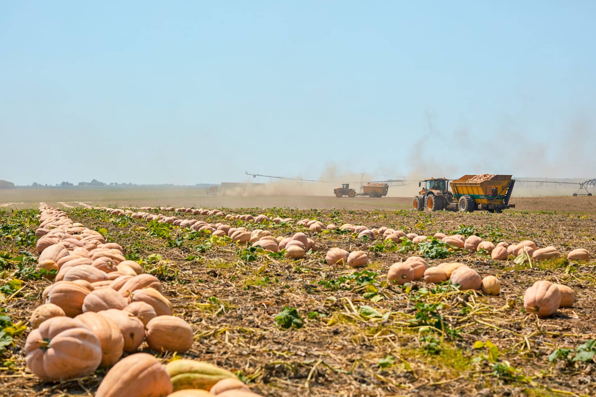 Pumpkin harvest in Morton.