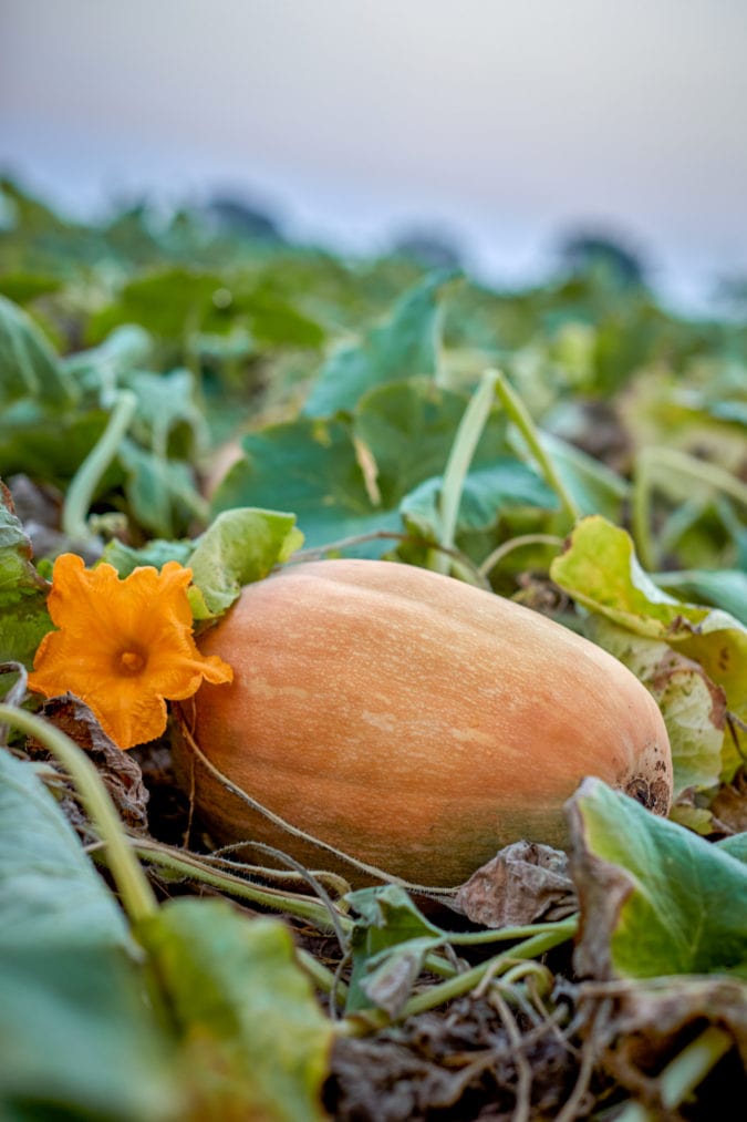A pumpkin growing in Morton.