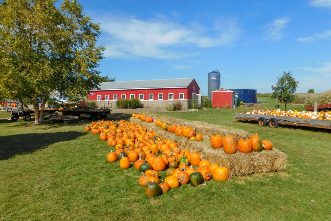 Pumpkins on display at Ackerman Family Farms.