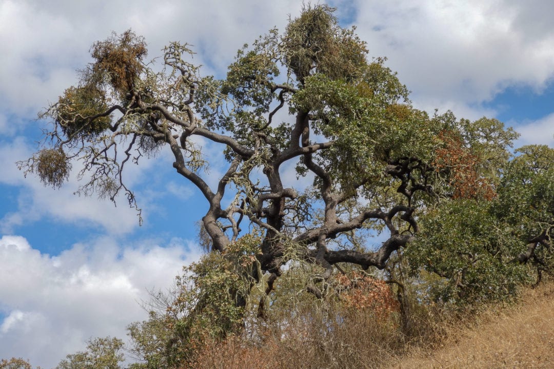 An oak tree at Jordan Estate.
