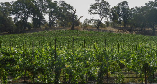 How this year’s historic wildfires are affecting California’s Wine Country