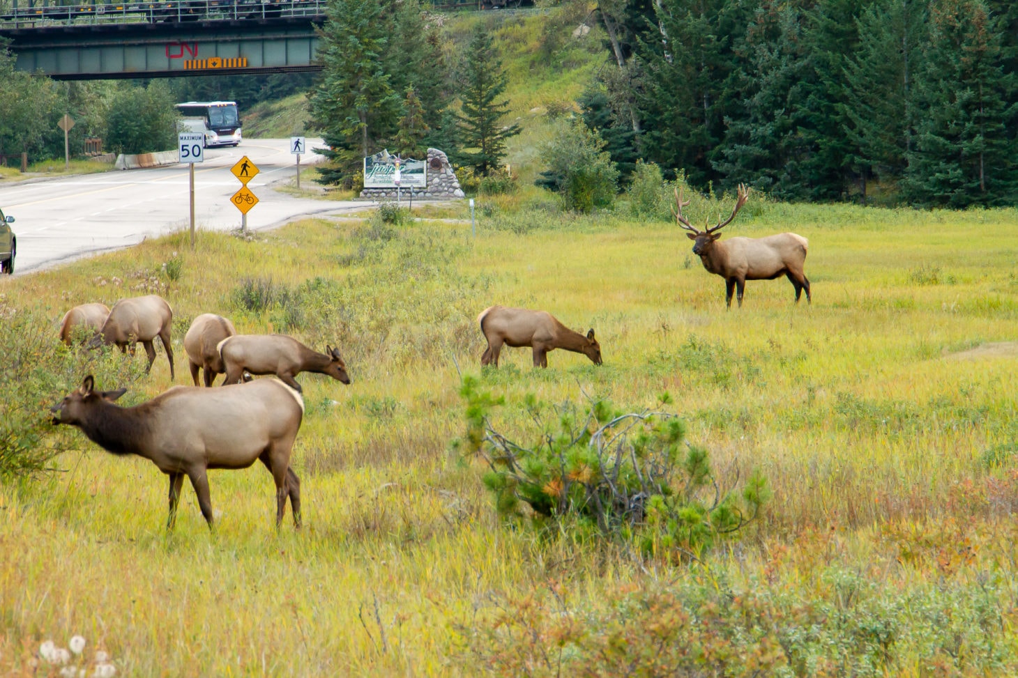 Group of elk roaming near road