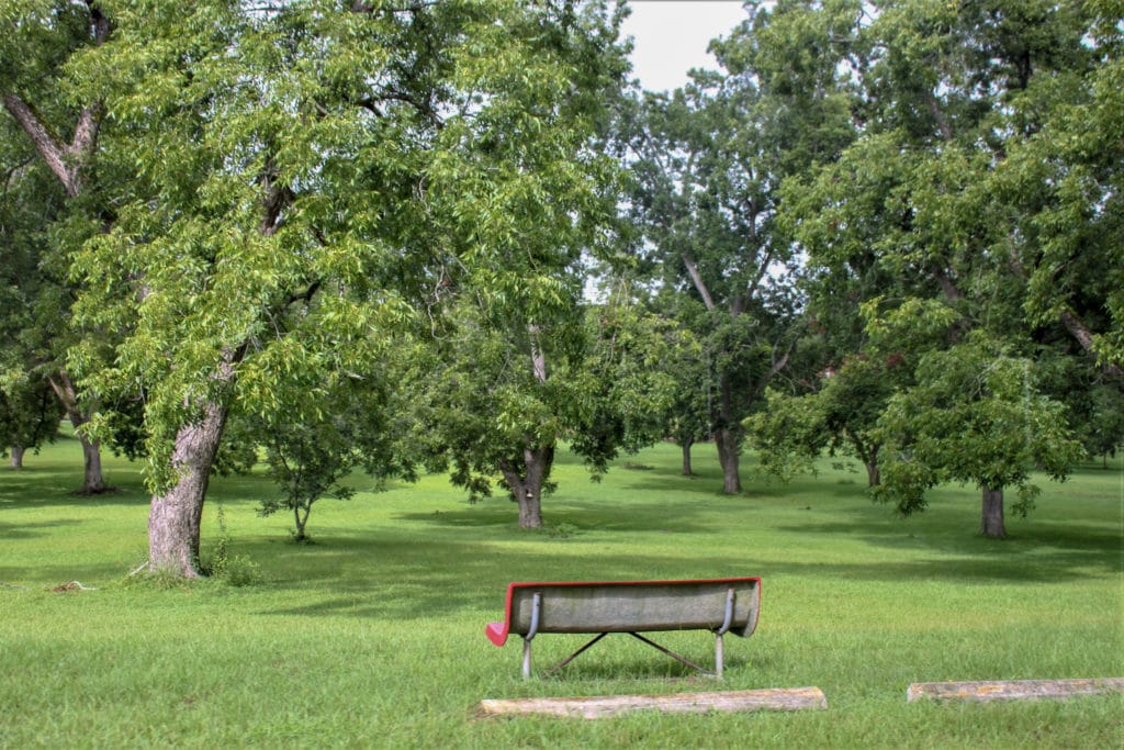 A pecan grove on the hospital's campus