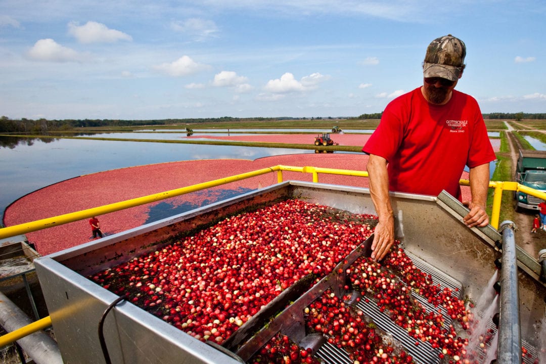 Today, enormous harvesters gather the cranberries as they make their way through the flooded marshes.