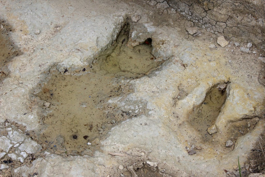 The best place to see one of the highest concentrations of dinosaur tracks in Texas is at Dinosaur Valley State Park