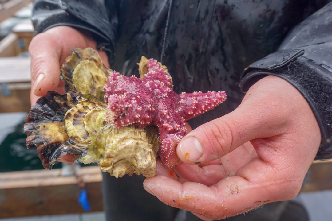 Closeup of a man's hands holding a starfish