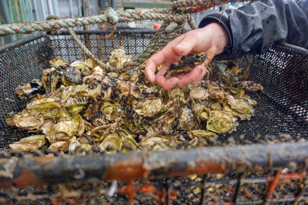 Closeup of a tray of oysters with a hand reaching in to grab some