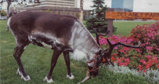 Meet Star the Reindeer, Anchorage’s unofficial mascot for 60 years