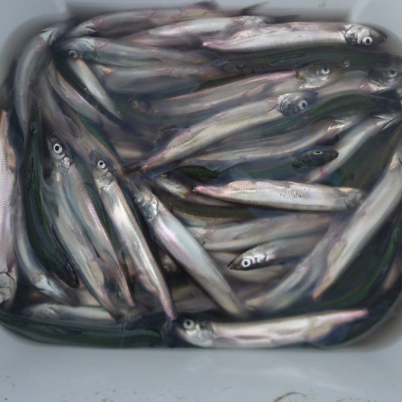A bucket of silvery fish