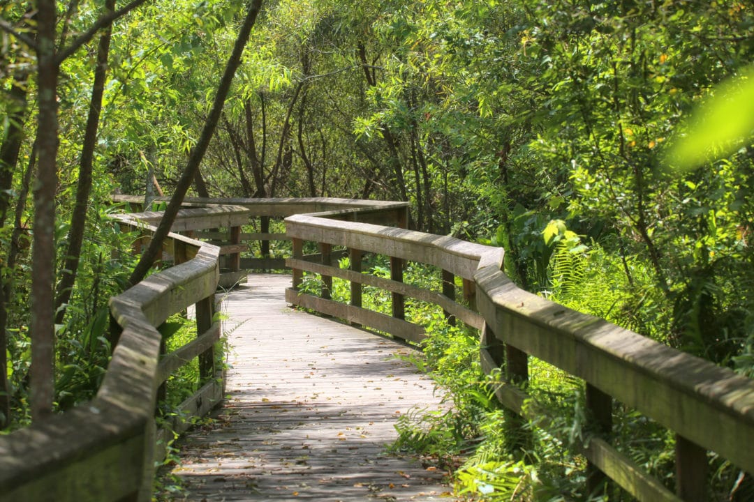 A boardwalk path at Mead Botanical Garden