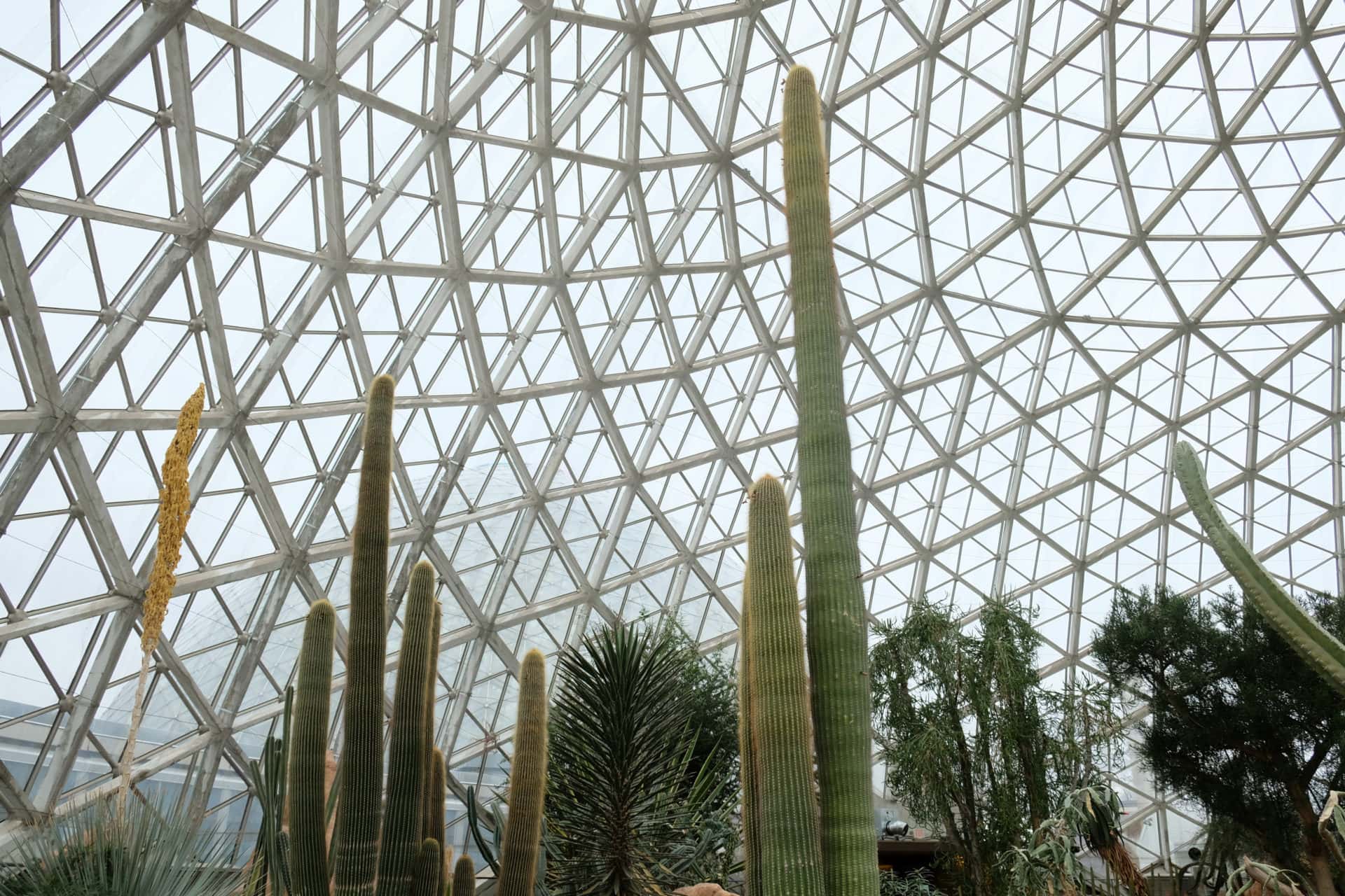 tall cacti stretch toward the top of a glass dome