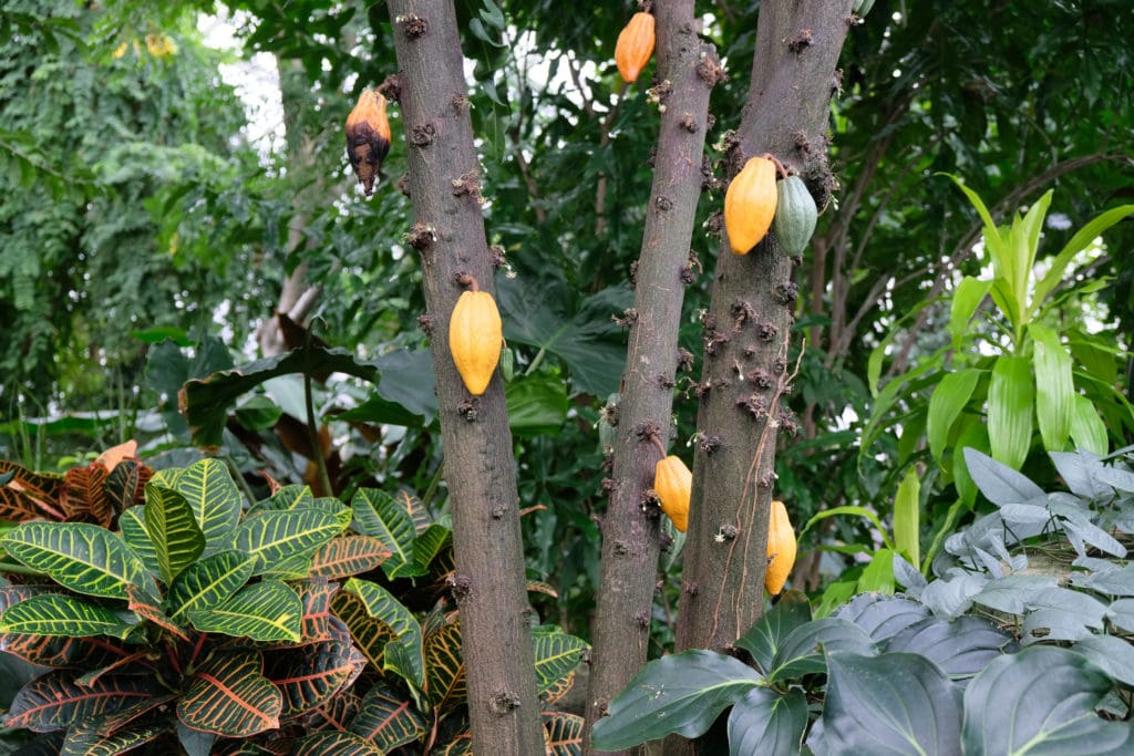 a cacao tree with bright orange pods hanging from the branches
