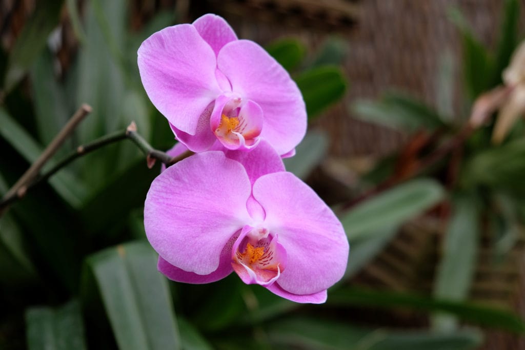 two bright purple orchids pop against a dark green background