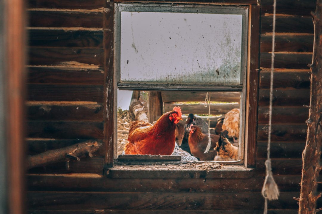 a brown rooster and several chickens framed by an open window