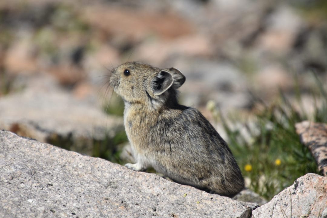 a pika, a tiny rodent on the rocks