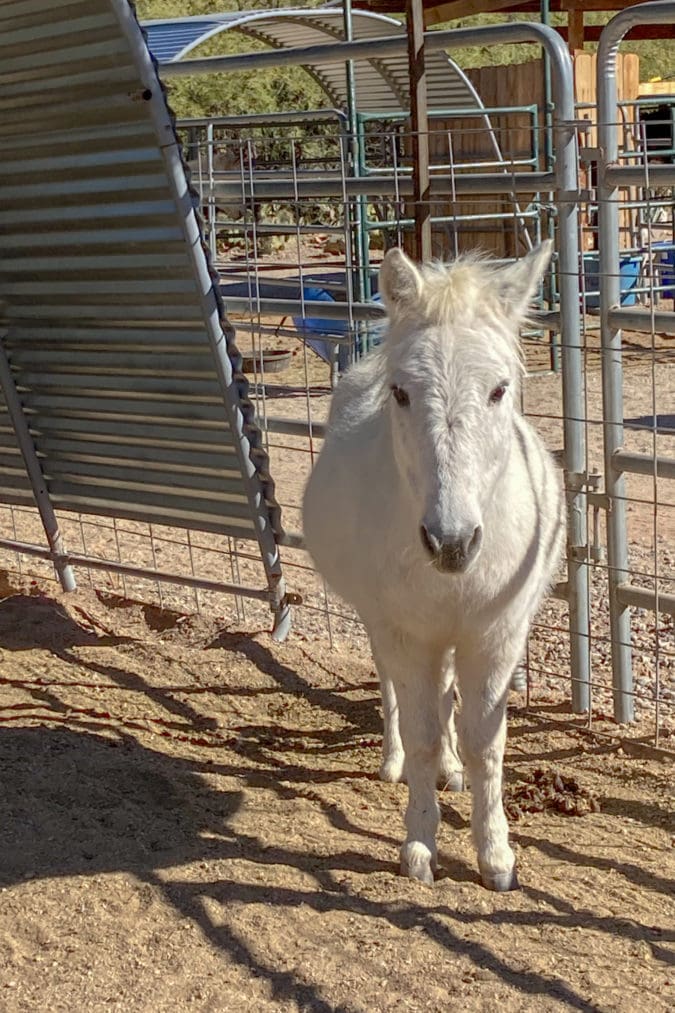 an all-white donkey stands in a pen outside