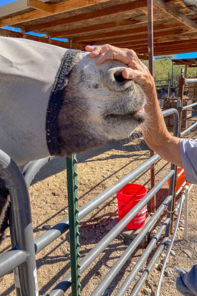 a hand reaches over a fence and pets the nose of a donkey