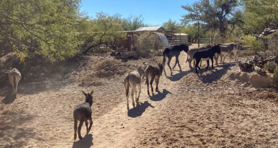 Arizona’s Forever Home Donkey Rescue gives unwanted, mischievous animals a second chance