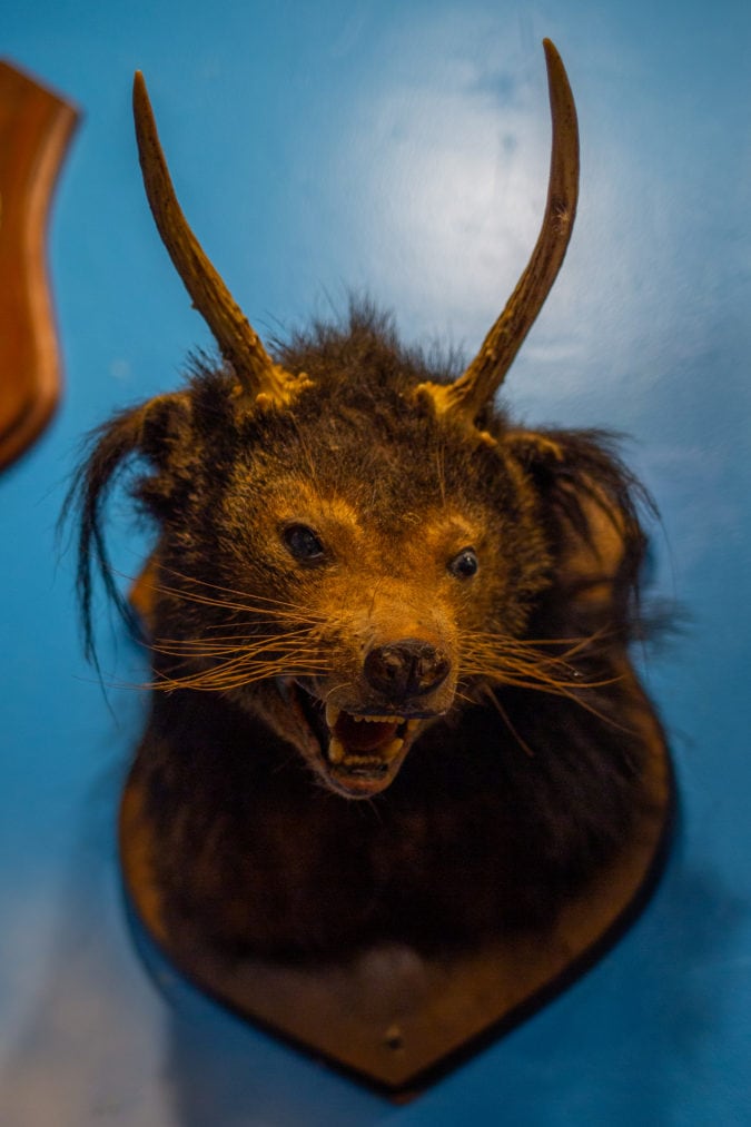 A mounted bearcat with horns