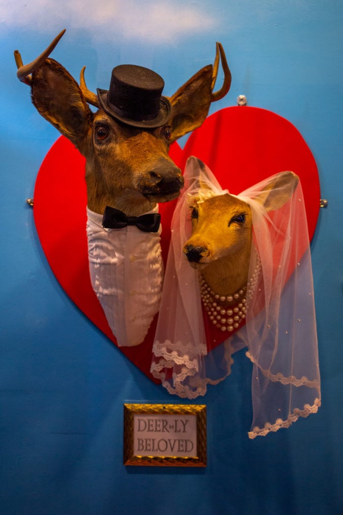 Two taxidermy deer heads dressed like a bride and groom mounted on a red wooden heart