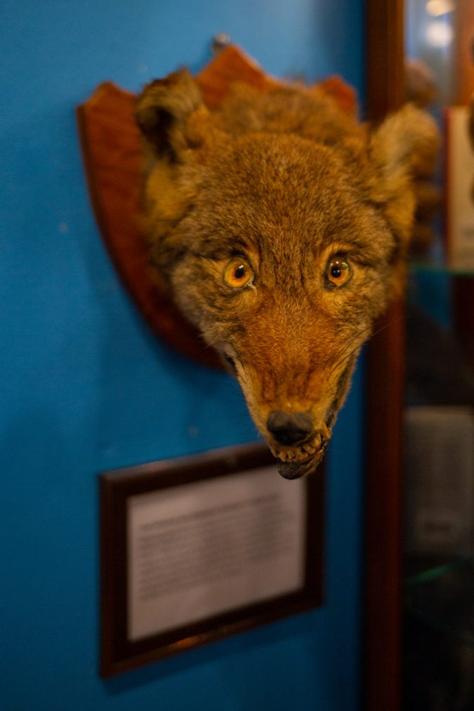 A coyote head mount against a blue wall