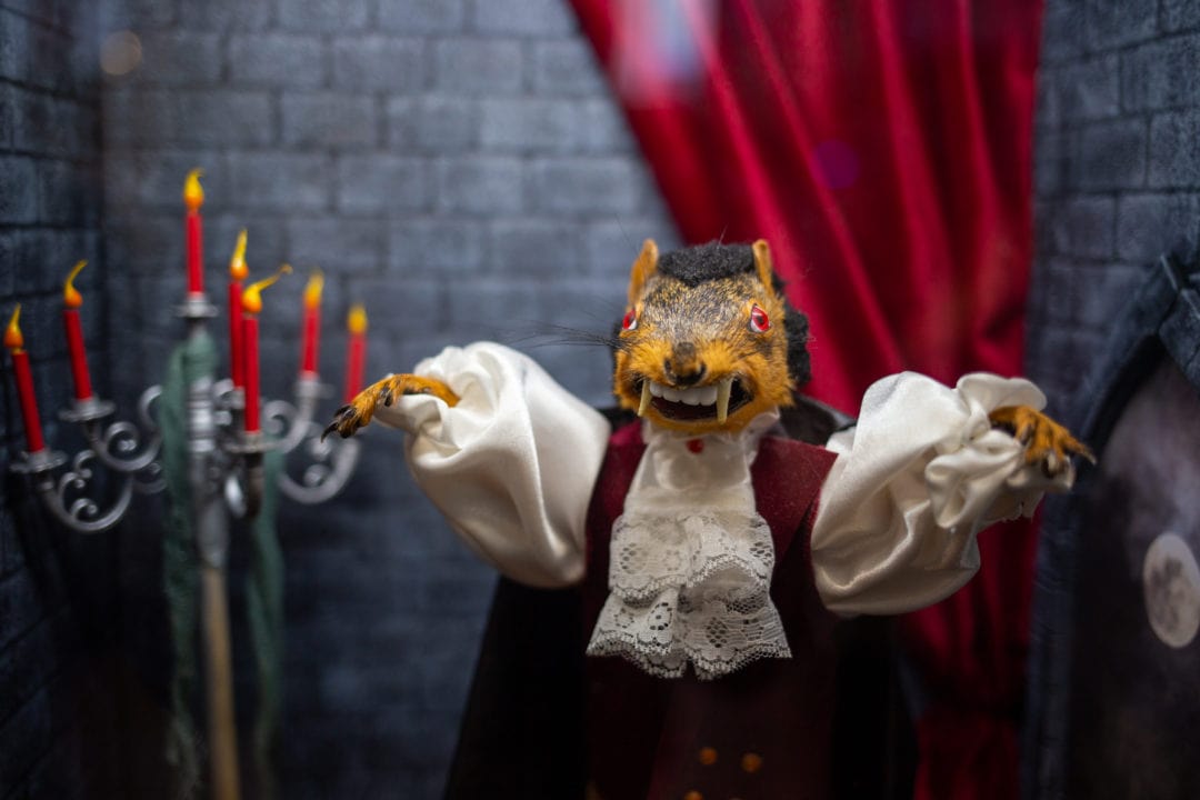 A taxidermy squirrel is dressed like a vampire