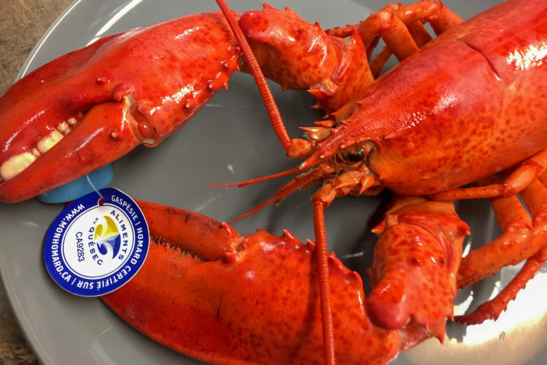 a red lobster with a tag that says "gaspesie"