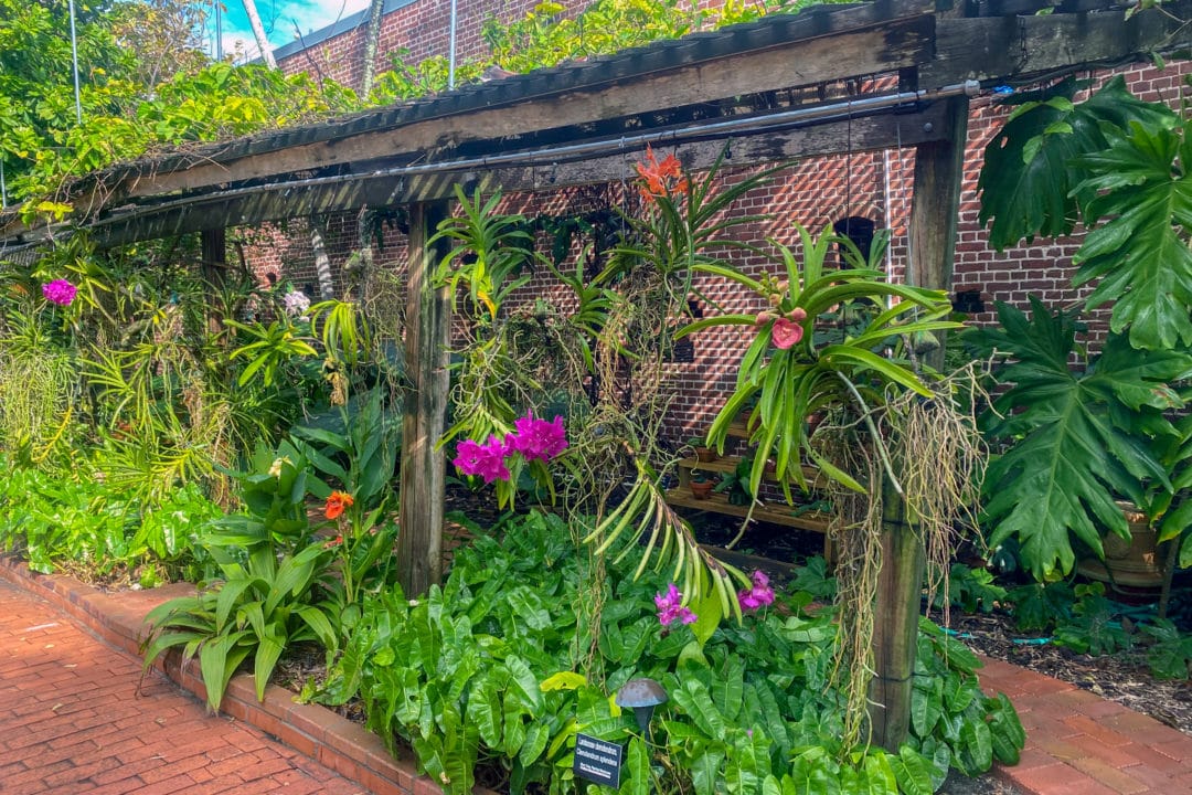 A courtyard orchid arbor, filled with orchids and greenery next to a brick wall