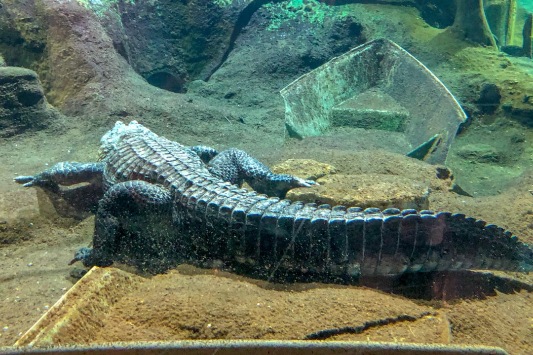 an alligator in a tank