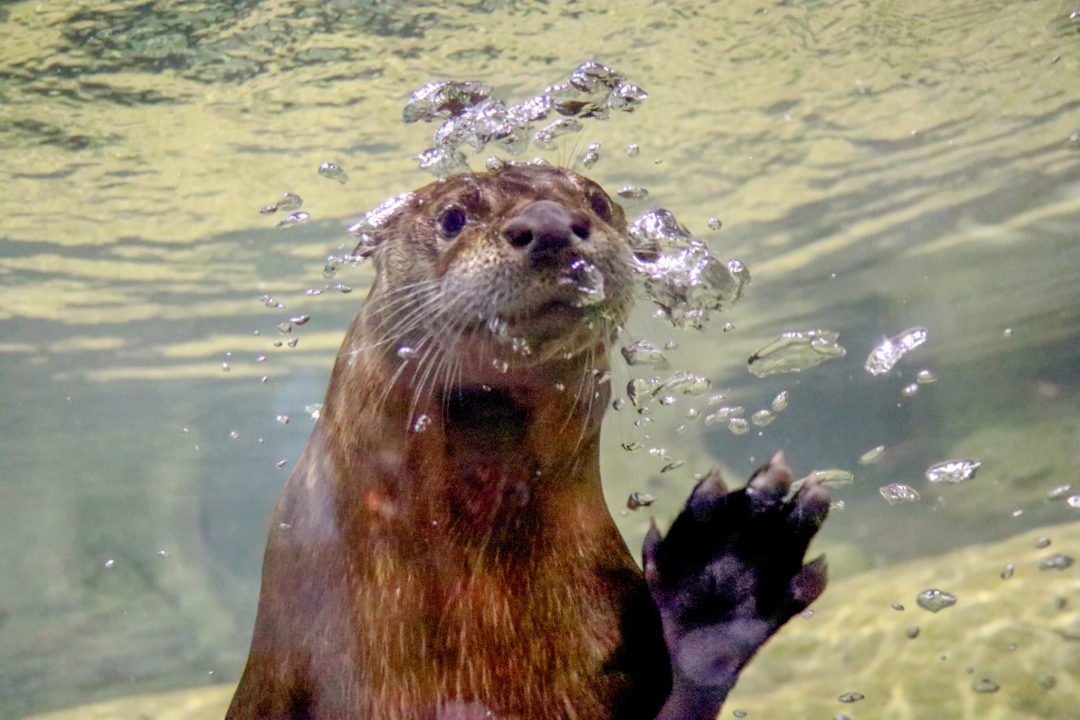 a river otter stares at the camera from underwater