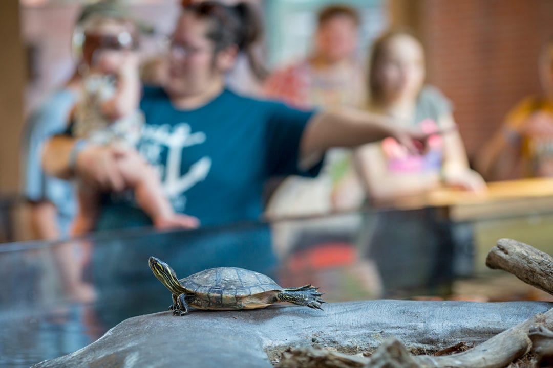 a turtle stretches on a rock near a pool with people looking on