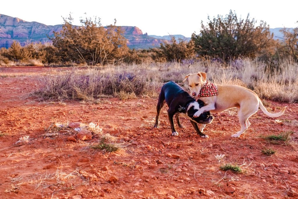 Two dogs playing in the desert