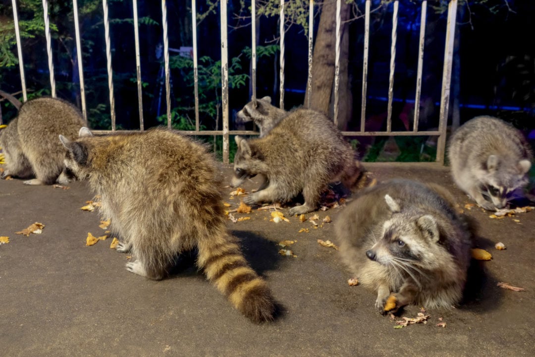six raccoons nibbling on leftovers at night