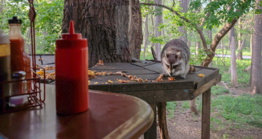 At this Nebraska restaurant, hungry raccoons snacking on dinner scraps is the main event