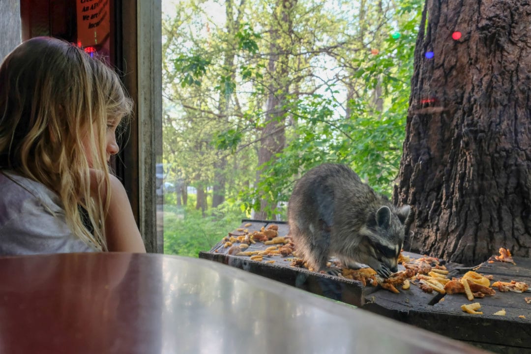 A blonde child watches a raccoon eat fried chicken through a window