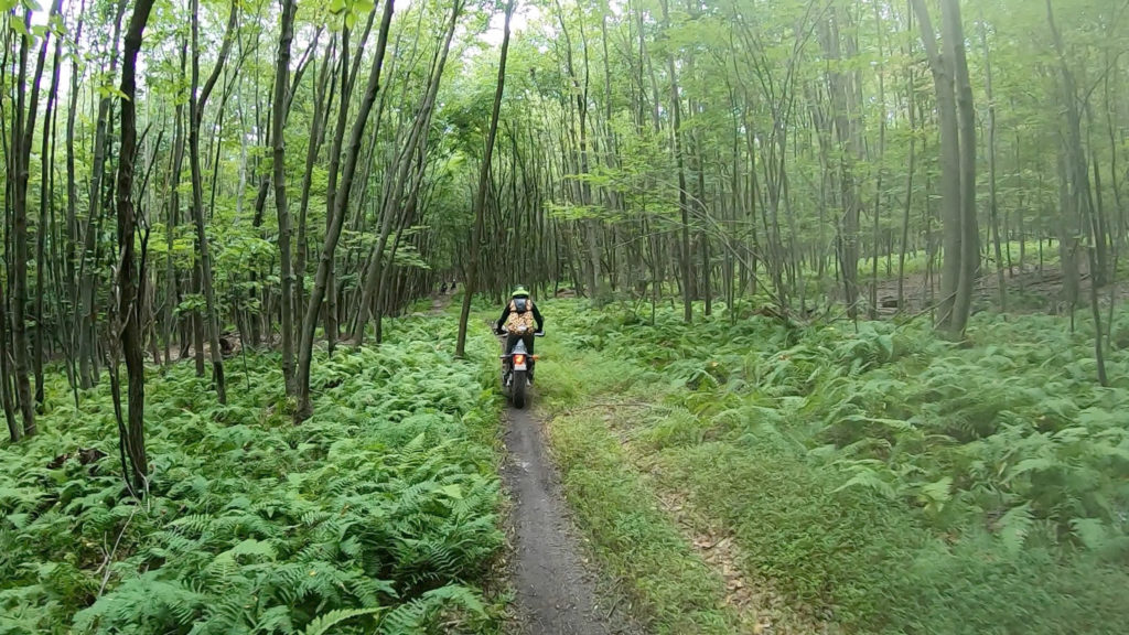 a person rides a bike through a forest