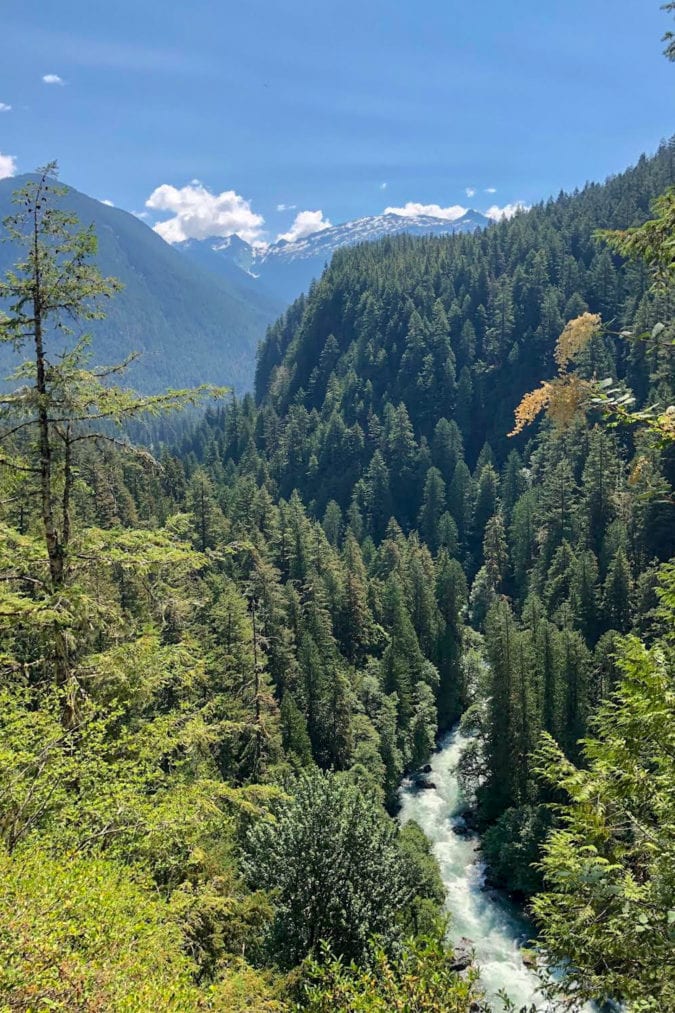 a river running through pine trees in the north cascades