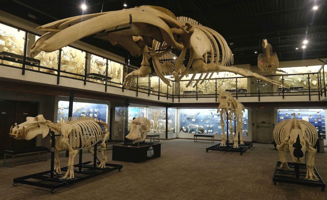 a museum displaying various animal skeletons