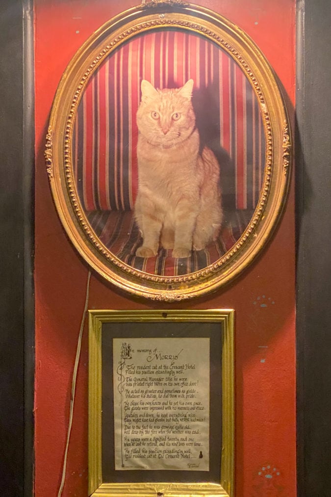 a framed photo of an orange cat