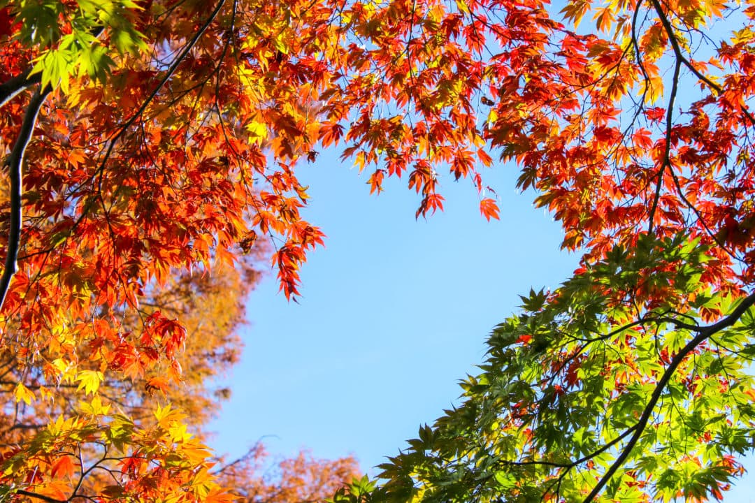 red orange and green leaves set against a blue sky