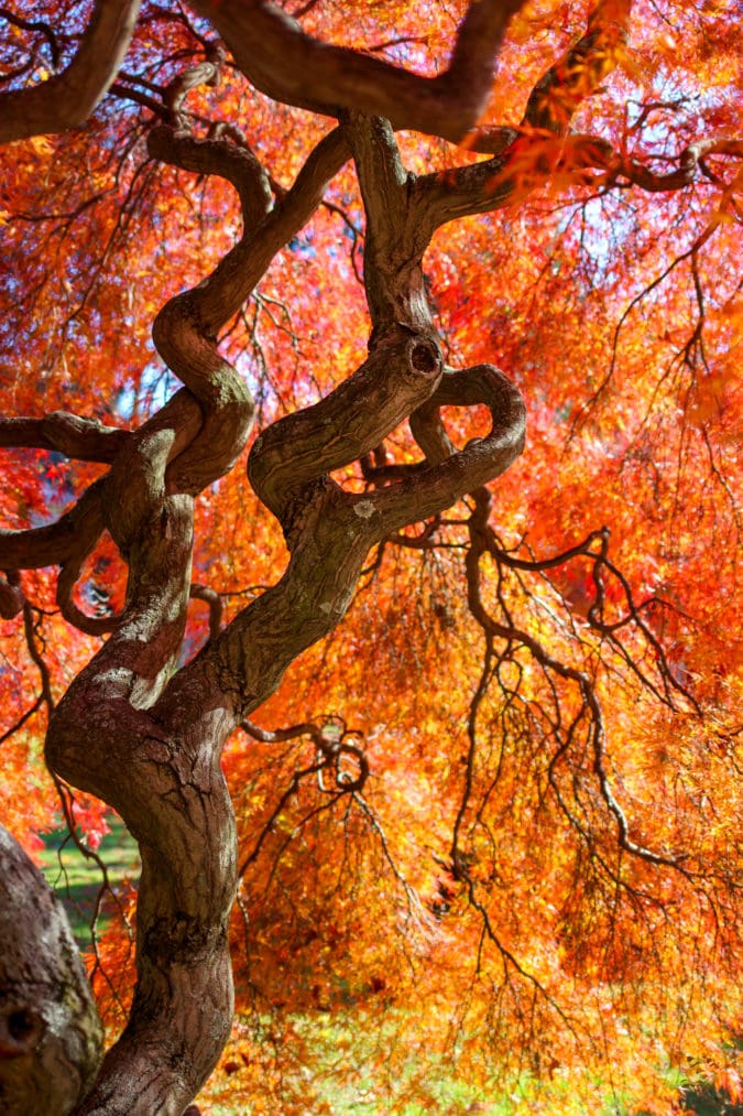 a twisted tree with bright orange leaves
