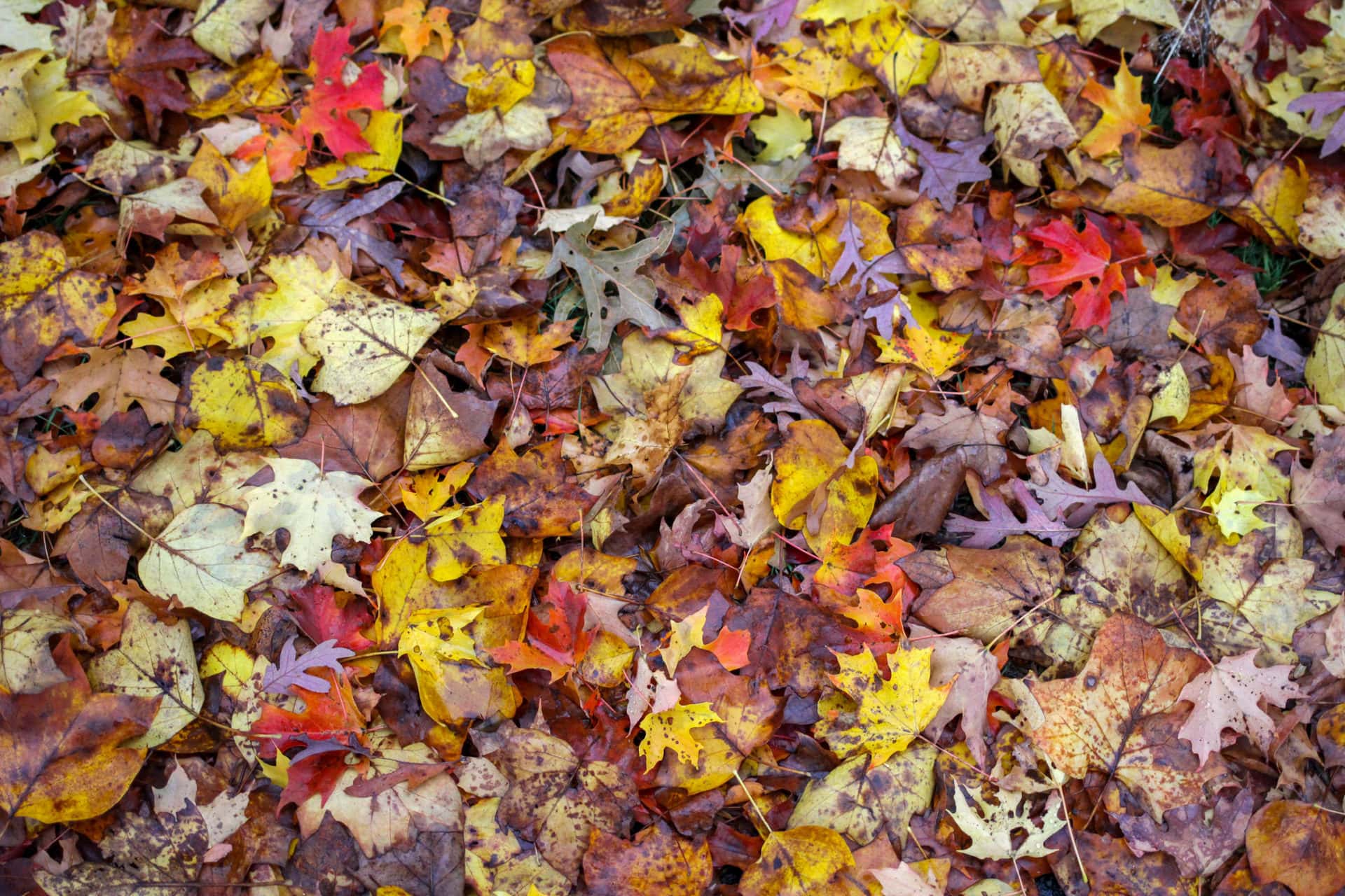 fallen leaves in red, orange, brown and yellow