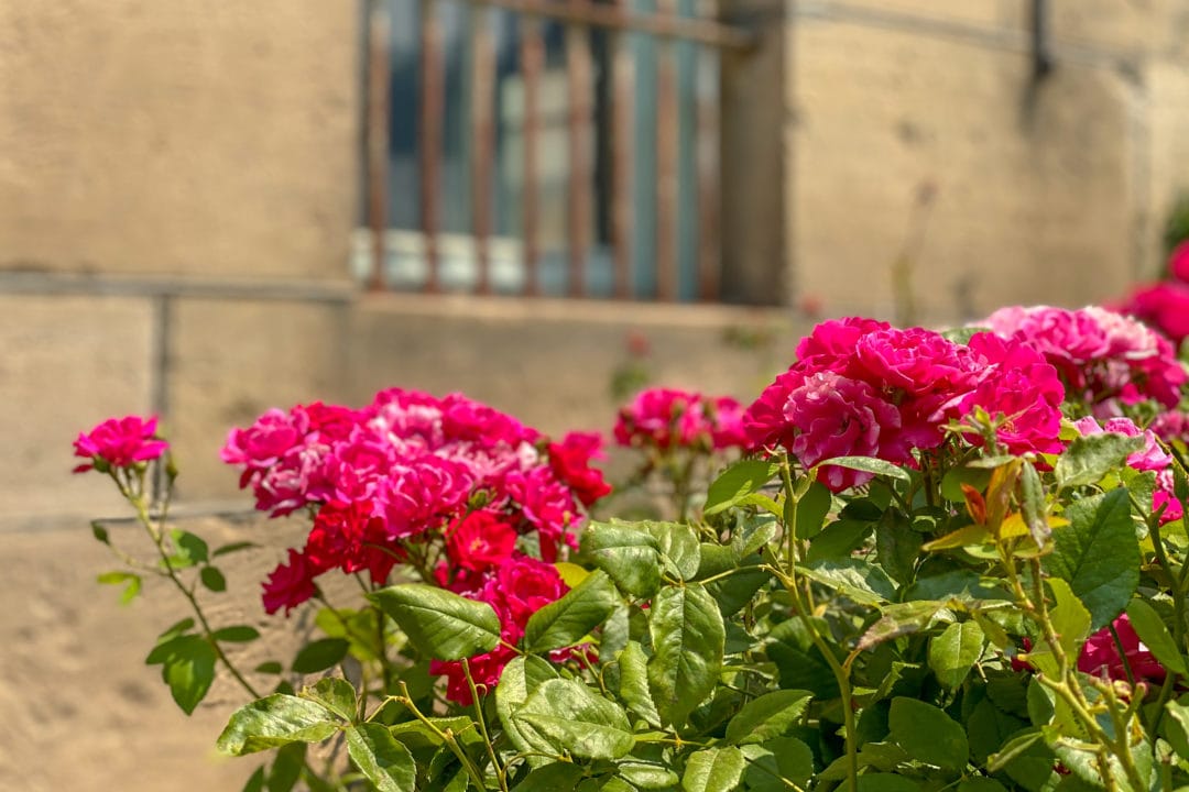 bright pink roses next to a stone building