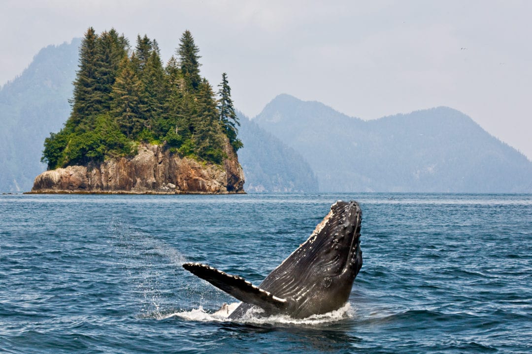 A humpback whale emerges from the water with a small island in the background