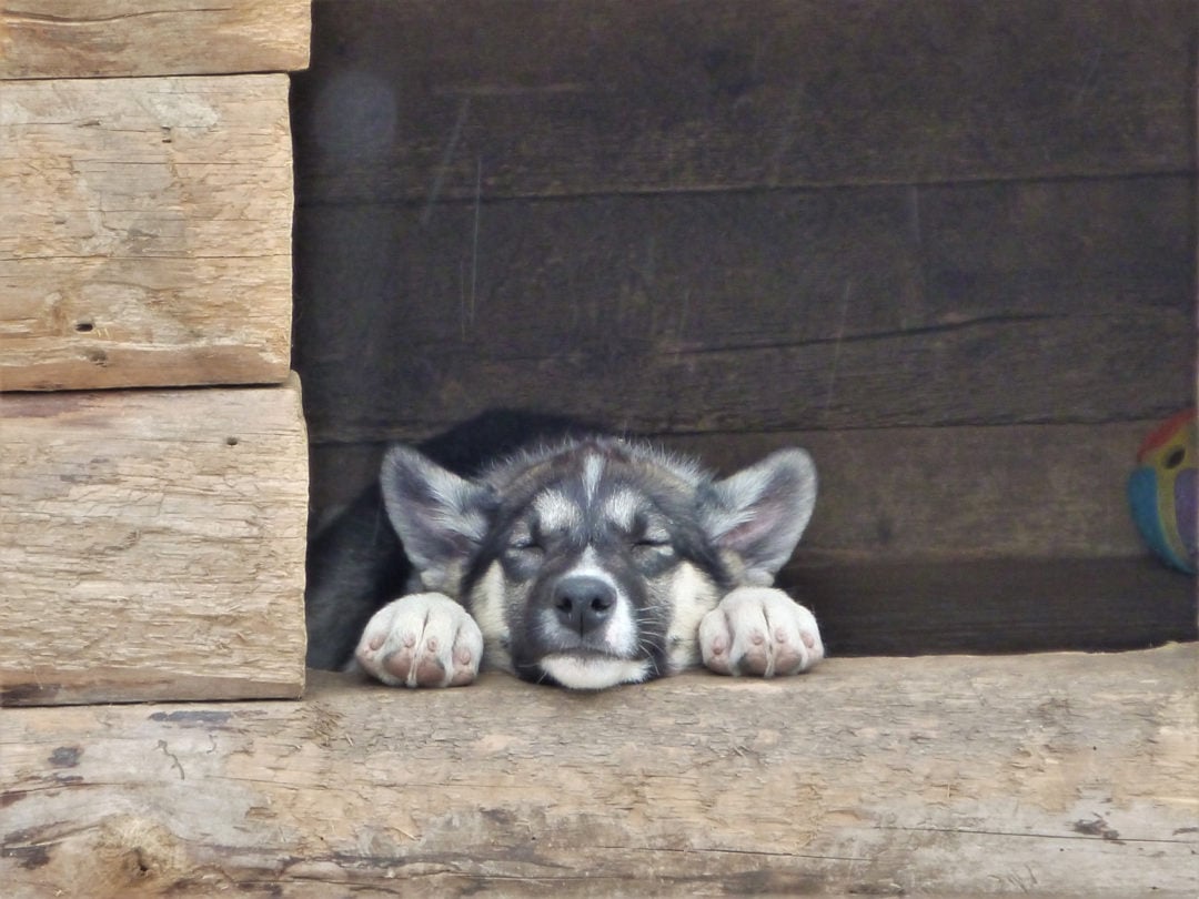 A sleeping sled dog puppy in its dog house at Denali National Park.