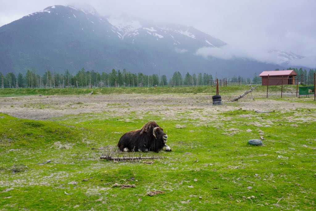 A musk ox lying down on green grass