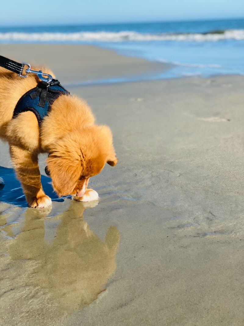 Dog playing in sand and water at beach